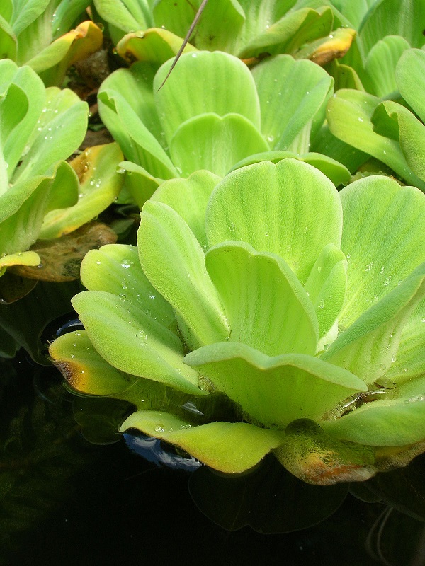 Bèo hoa dâu có tác dụng gì? Gallery 1