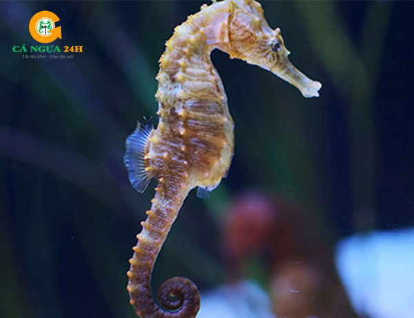 Tác dụng của cá ngựa đối với trẻ em