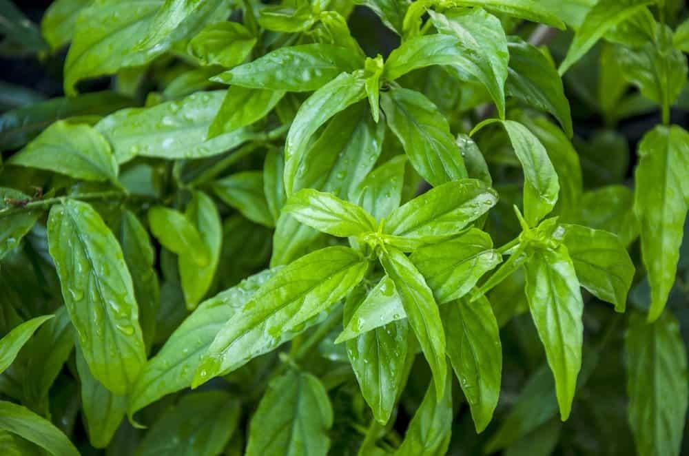 Tác dụng của cây bìm bìm