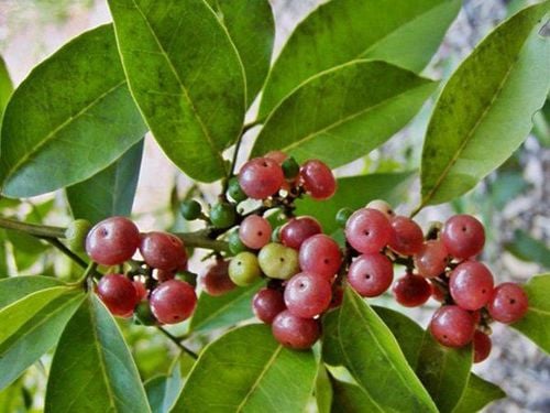 Tác dụng của cây bưởi bung