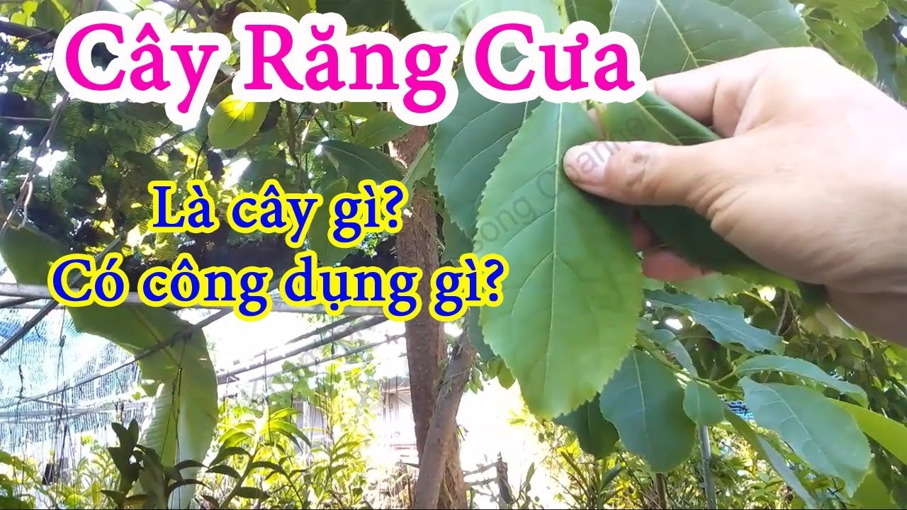 Tác dụng của cây răng cưa Gallery 1