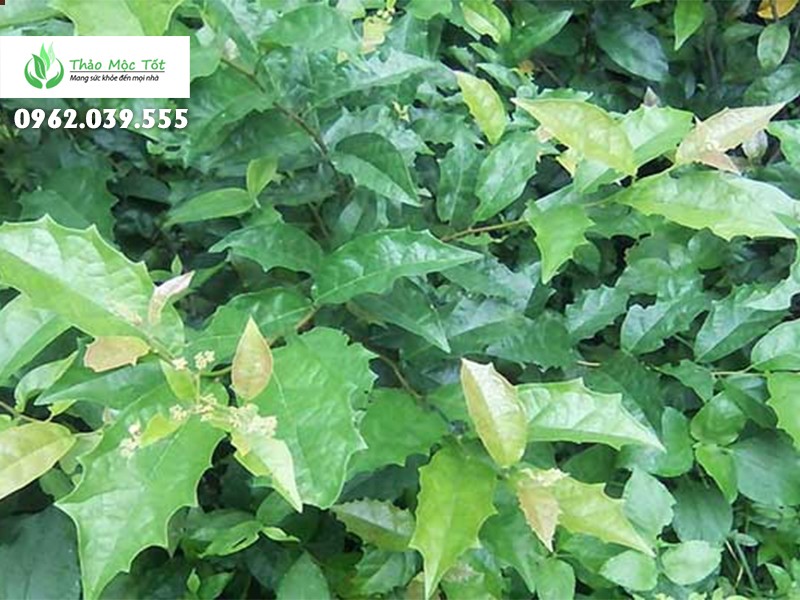 Cây Xạ Đen Răng Cưa: Tác dụng, cách dùng và những điều cần biết Gallery 1