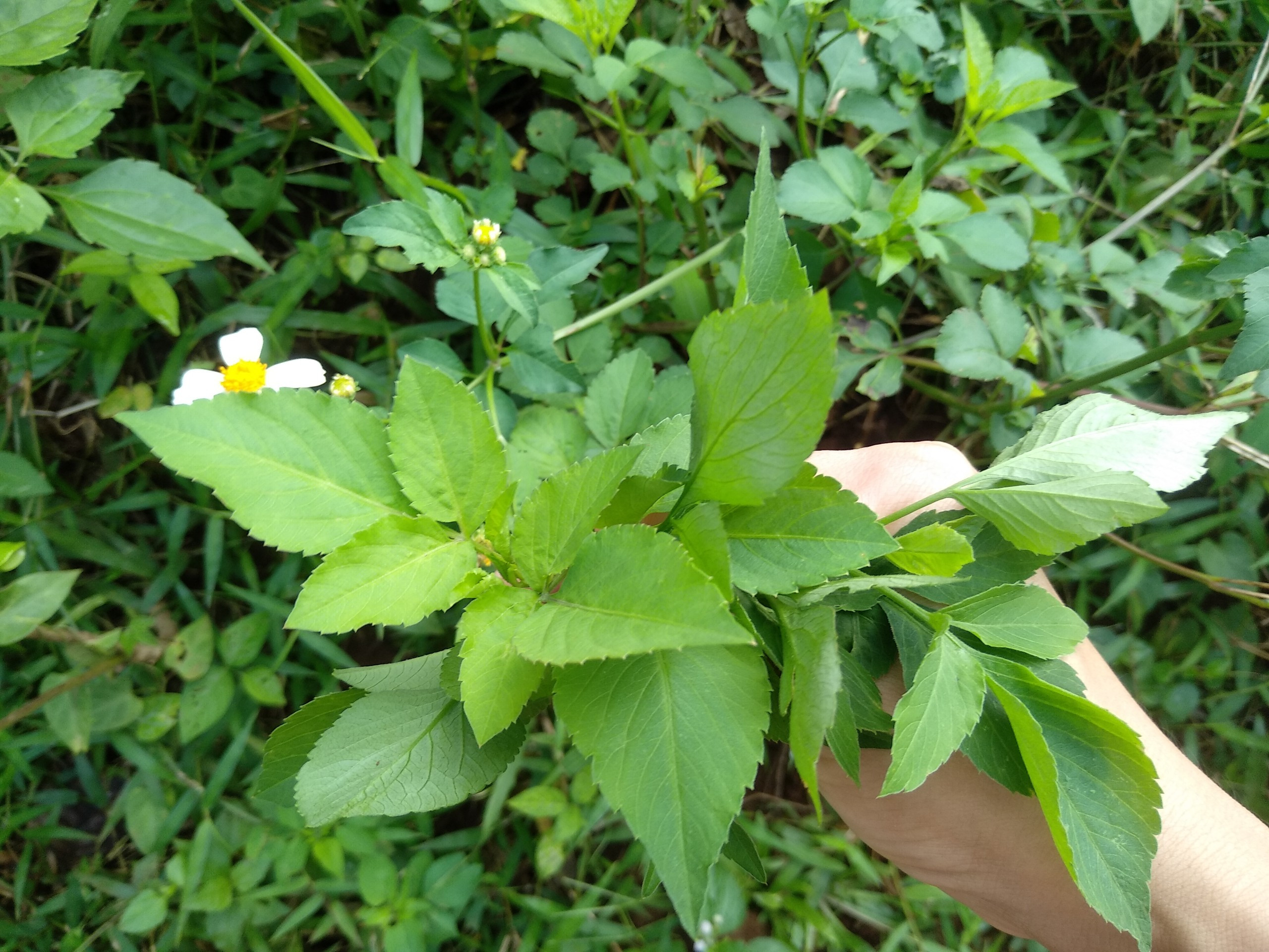 Tác dụng của cây Xuyến Chi