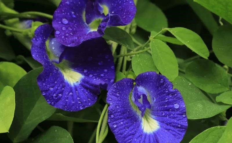 Đậu Biếc Có Tác Dụng Gì? Gallery 1