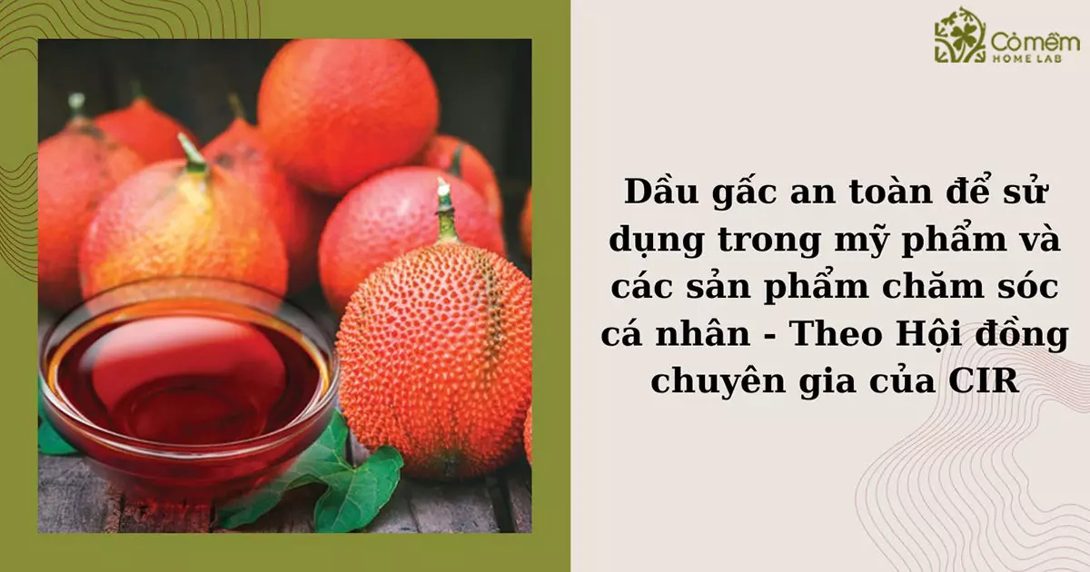 Gấc có tác dụng gì? Gallery 2