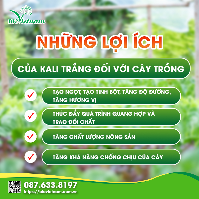 Tác dụng của Kali trắng