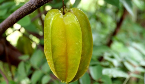 Khế ngọt có tác dụng gì? Gallery 1