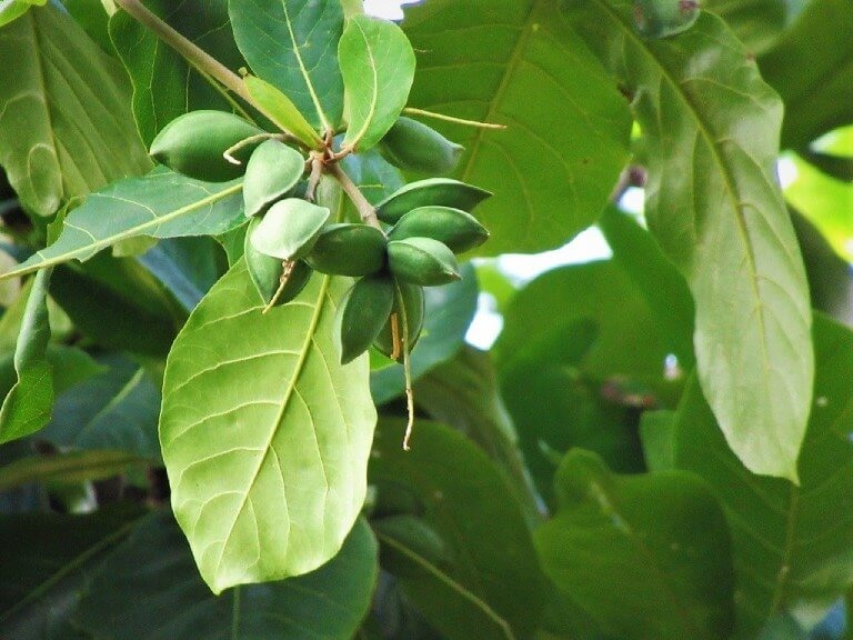 Tác dụng của lá bàng non