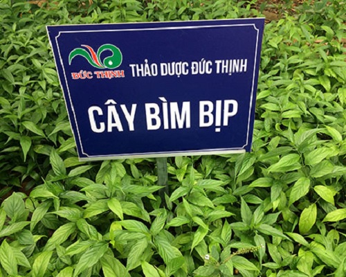 Lá Bìm Bịp Có Tác Dụng Gì? Gallery 1