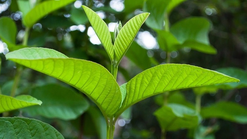 Lá ổi và lá xoài có tác dụng gì? Gallery 1