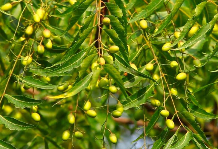 Lá Sầu Đâu Có Tác Dụng Gì? Gallery 1
