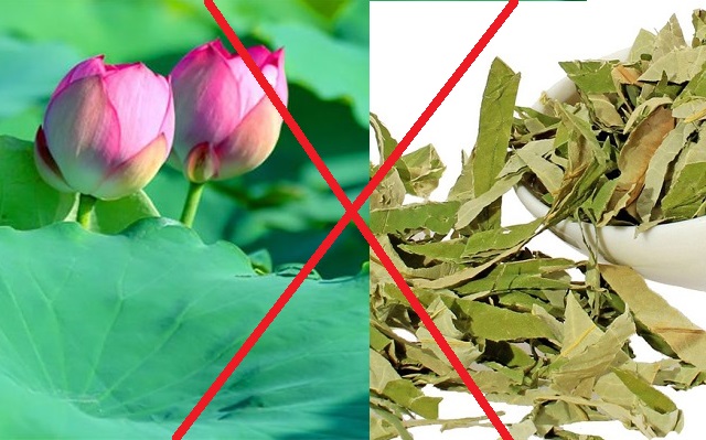 Tác dụng tuyệt vời của lá sen đối với sức khỏe Gallery 2
