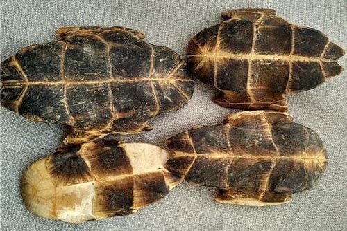 Tác dụng của mai rùa