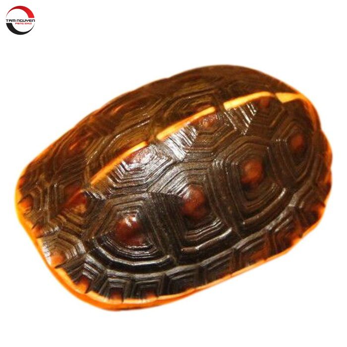 Tác dụng của mai rùa Gallery 2