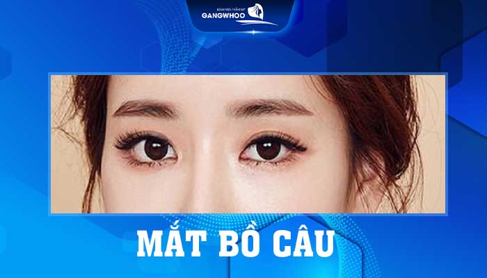 Mắt Bồ Câu Trâu: Đặc Điểm, Nguồn Gốc và Tác Dụng Gallery 2