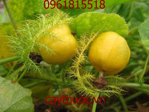 Cây Nhãn Lòng Có Tác Dụng Gì? Gallery 1
