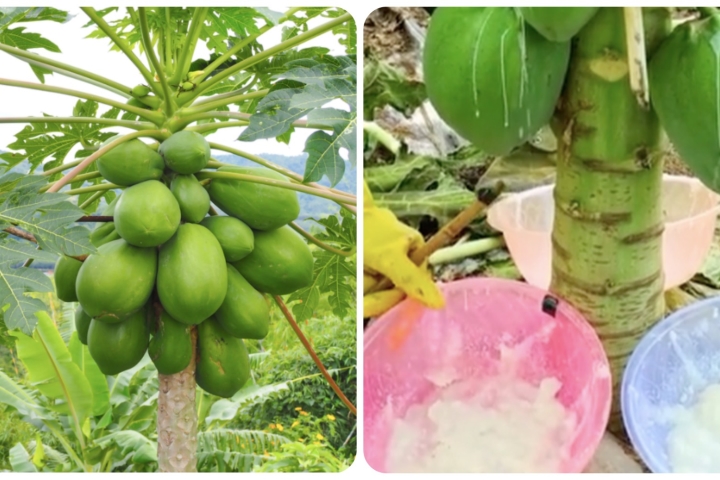 Nhựa quả đu đủ có tác dụng gì? Gallery 1