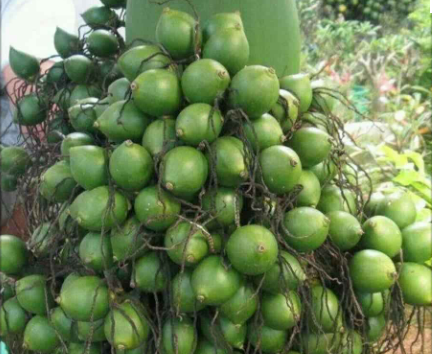 Uống nước quả cau có tác dụng gì? Gallery 1