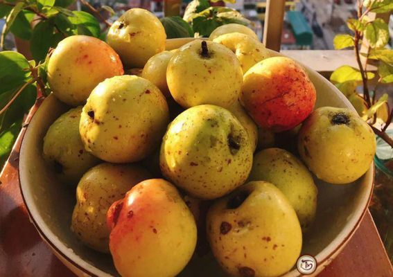 Uống nước táo mèo khô có tác dụng gì? Gallery 1