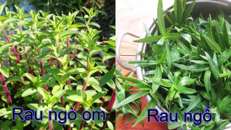 Tác dụng của rau om tím Gallery 1