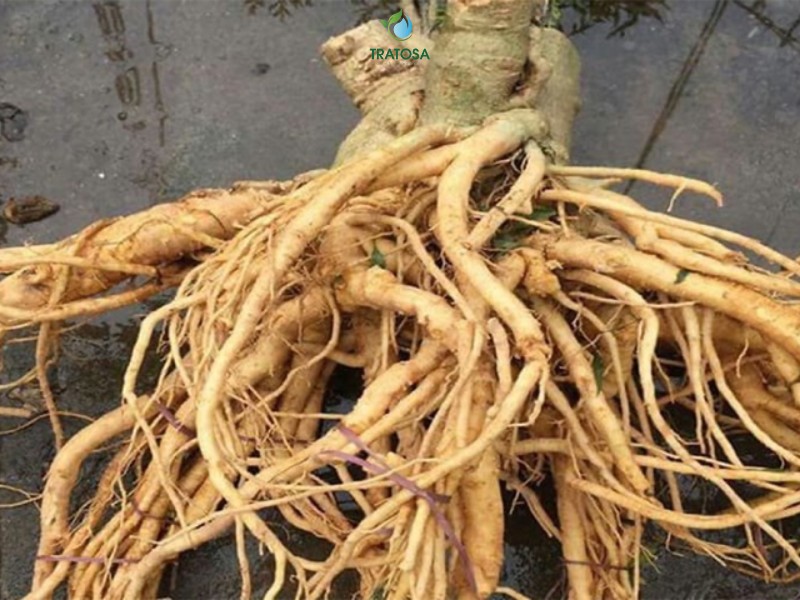 Tác dụng tuyệt vời của rễ đinh lăng đối với sức khỏe Gallery 1