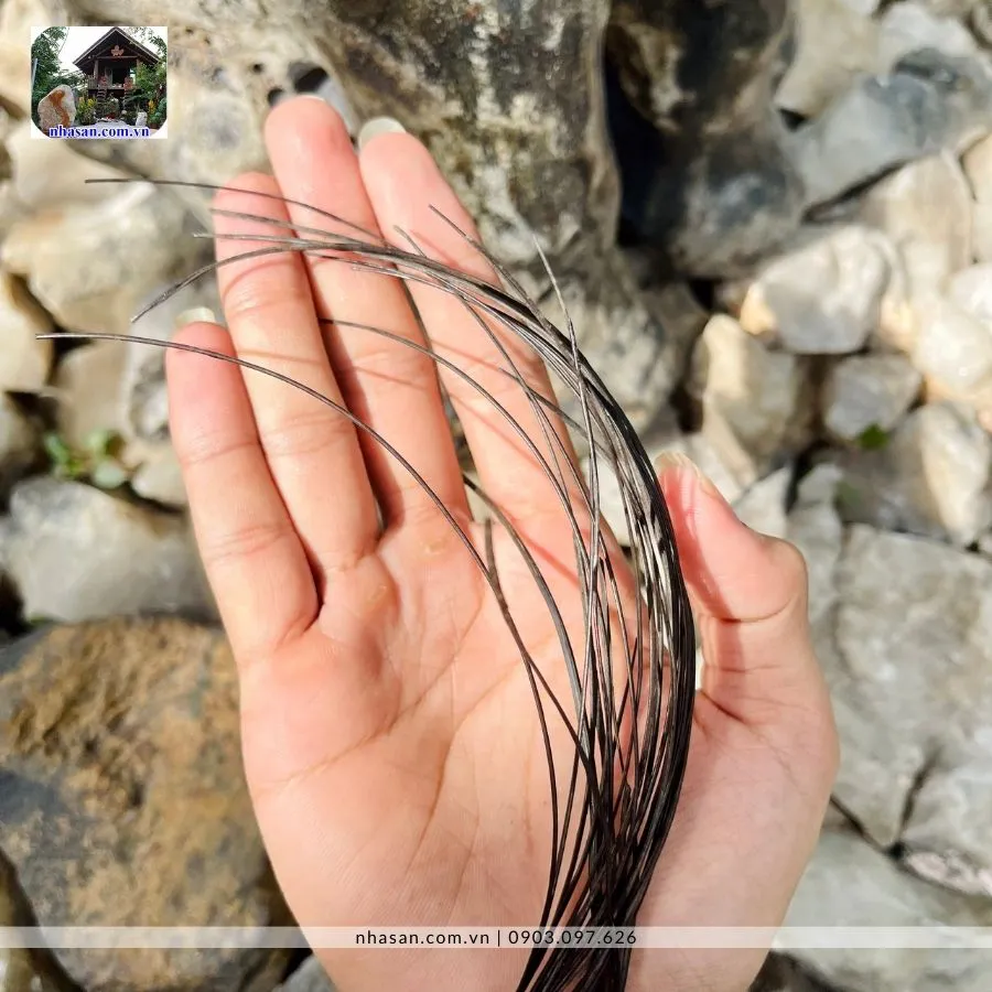 Lông đuôi voi có tác dụng gì? Gallery 1