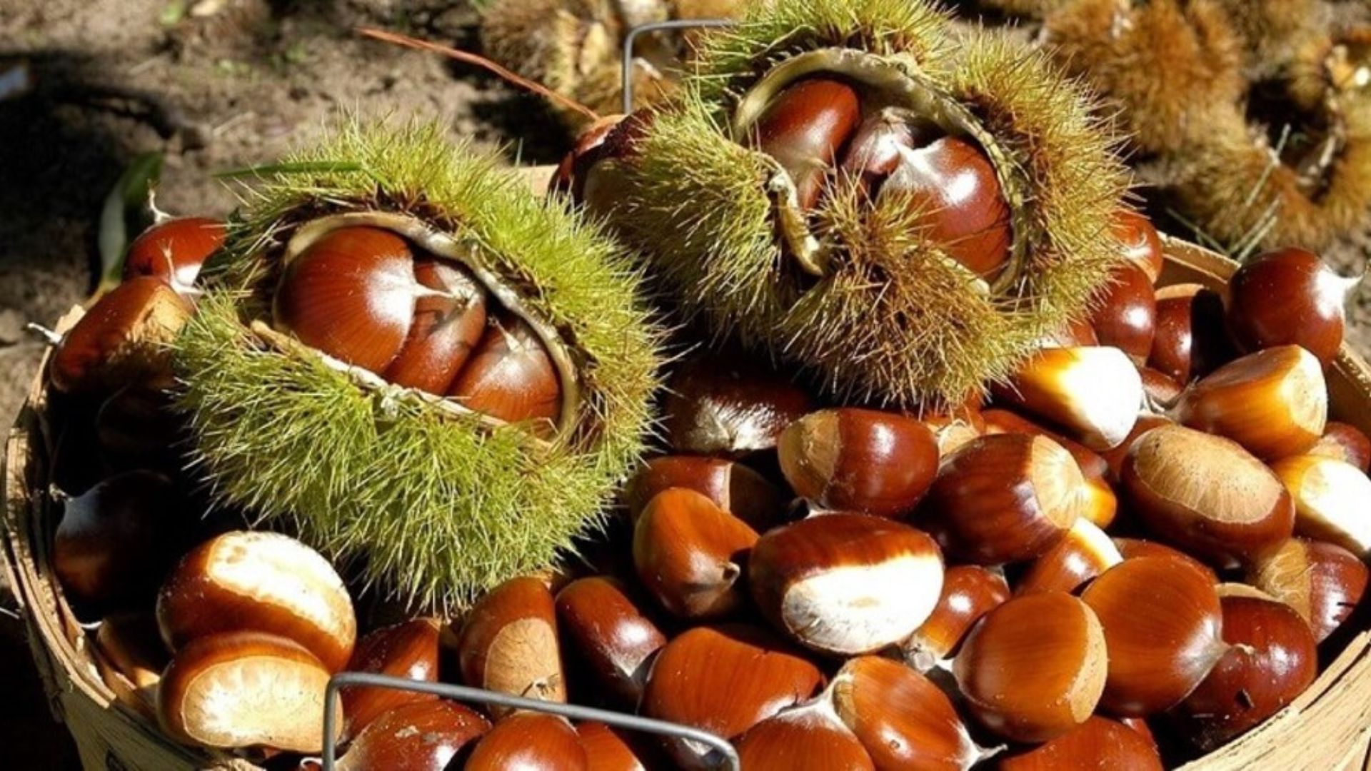 Tác dụng của hạt dẻ đối với sức khỏe