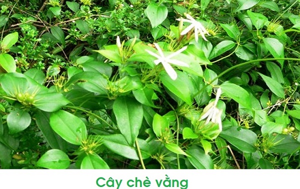 Cao Lá Vằng Có Tác Dụng Gì? Gallery 2