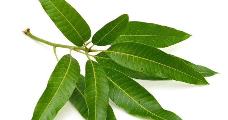 Tác dụng Lá Xoài: Khám Phá Những Lợi Ích Tuyệt Vời