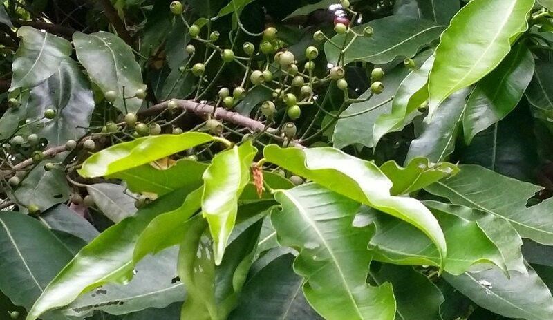 Nước Lá Vối Có Tốt Không? Gallery 2