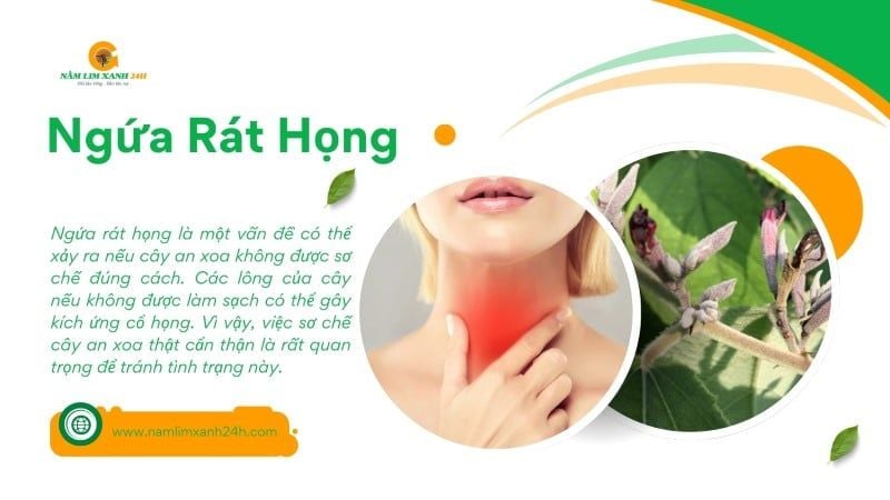 Tác dụng phụ của cây An Xoa Gallery 1