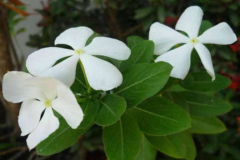 Cây Dừa Cạn Có Tác Dụng Gì? Gallery 1