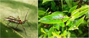 Bọ Xít Muỗi Hại Chè: Nhận Biết, Phòng Trừ Và Kiểm Soát Hiệu Quả Gallery 2