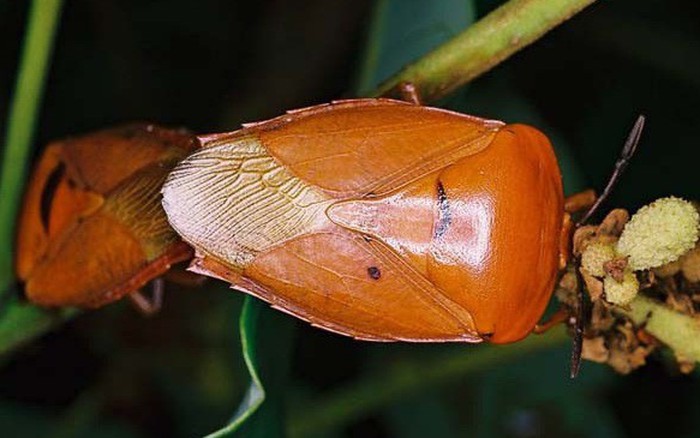 Bọ xít tiểu vào mắt: Cách xử lý và phòng ngừa Gallery 1