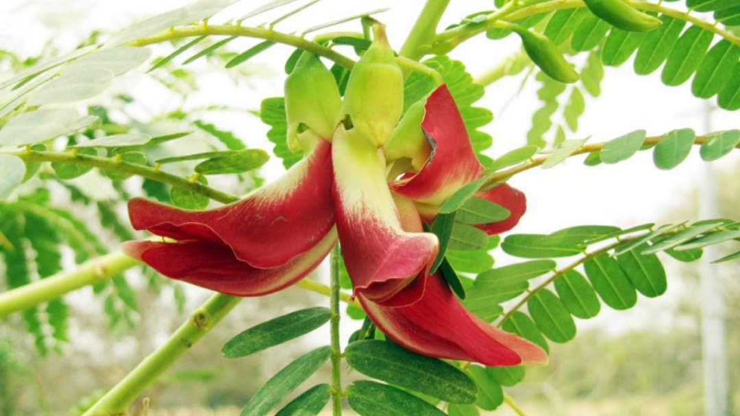 Tác hại của bông so đũa Gallery 2