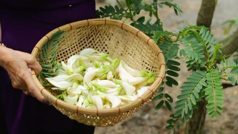 Tác hại của bông so đũa Gallery 1
