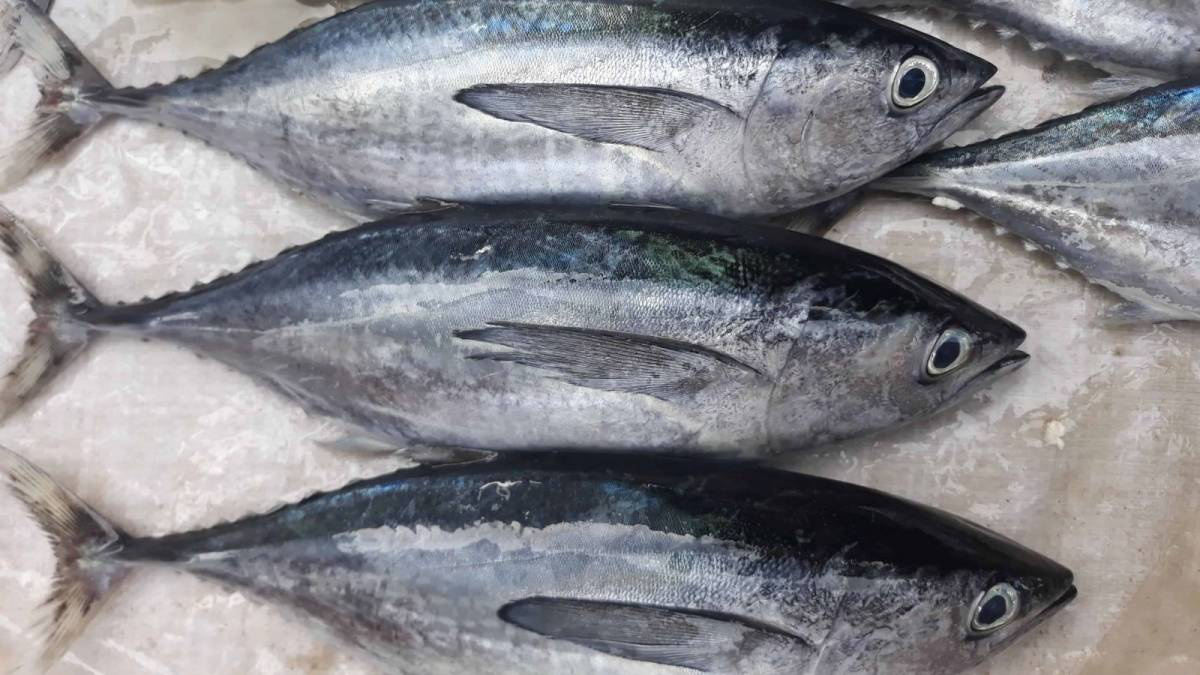 Tác hại của cá ngừ