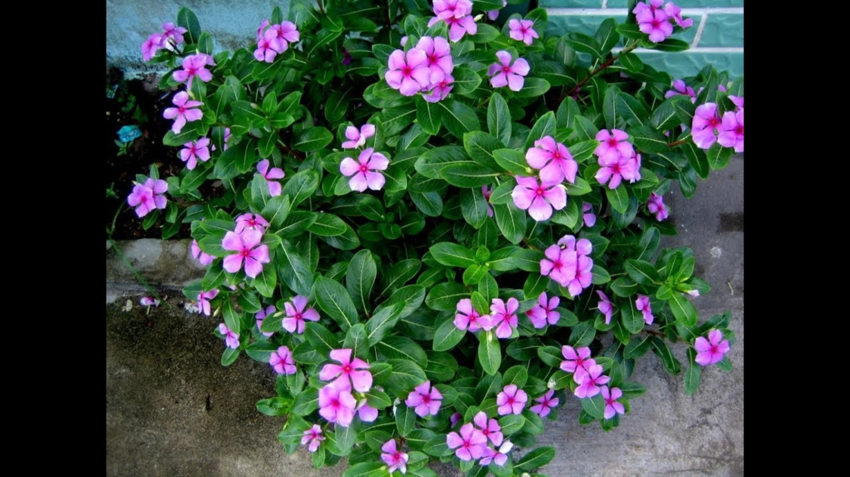 Tác hại của cây dừa cạn