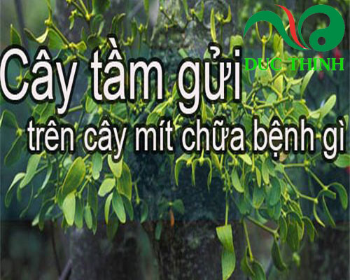 Cây Tầm Gửi Trên Cây Mít Gallery 1