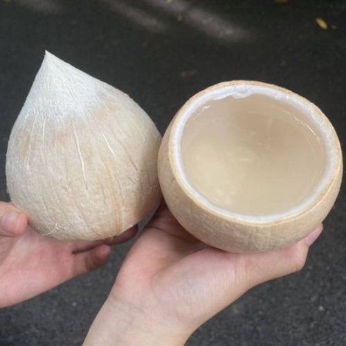 Dừa trọc có tốt không? Gallery 2