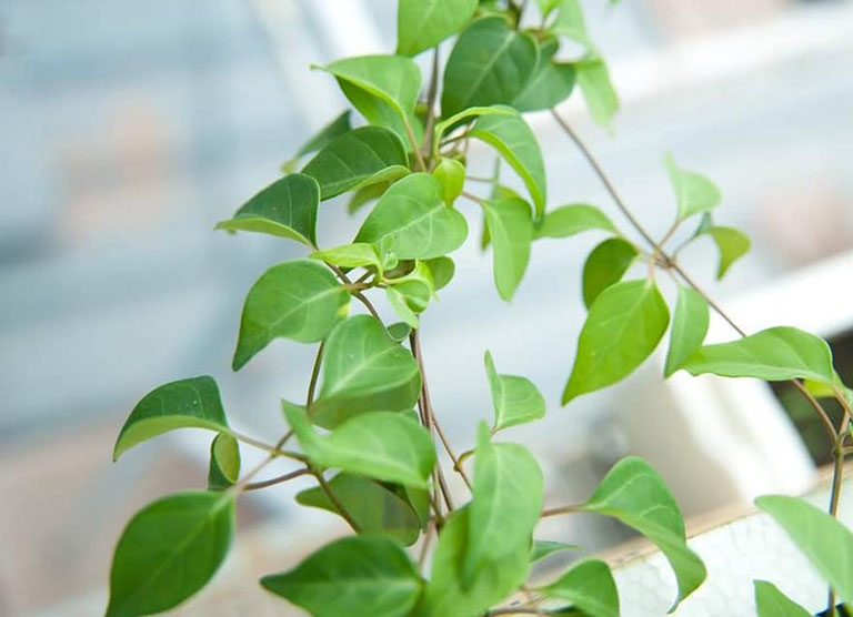 Tác hại của La Giang