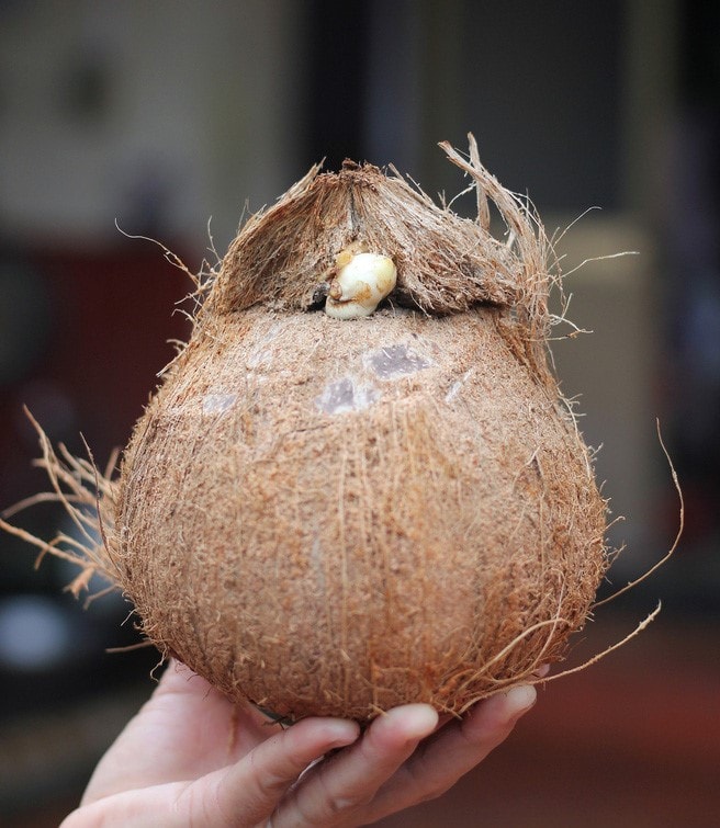 Tác hại của mộng dừa