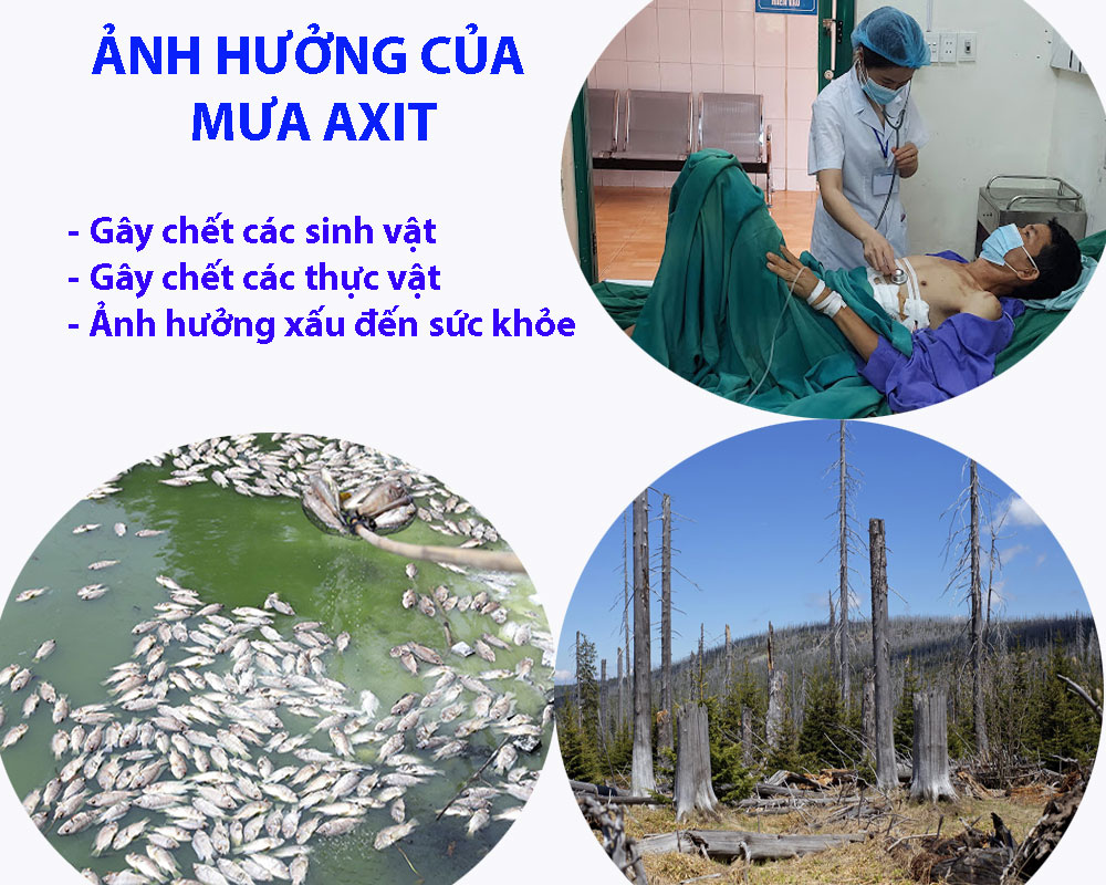 Hiện tượng mưa axit là gì? Tác hại như thế nào? Gallery 2
