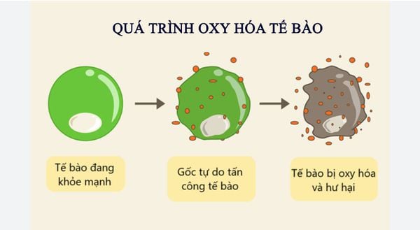 Trong cơ thể lipit bị oxi hóa thành gì? Gallery 2