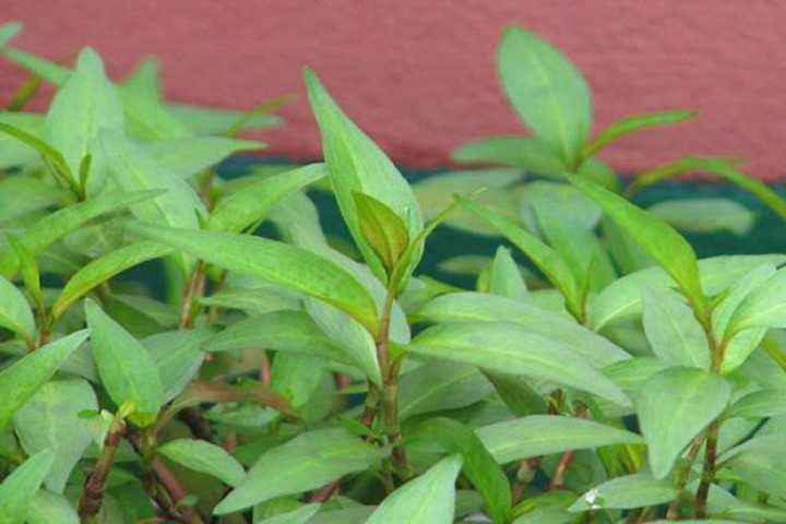 Tác hại của rau răm
