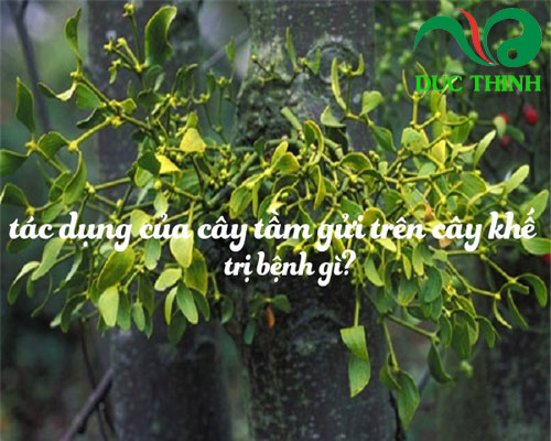 Tầm Gửi Cây Khế: Đặc Điểm, Tác Hại Và Cách Khắc Phục Gallery 2