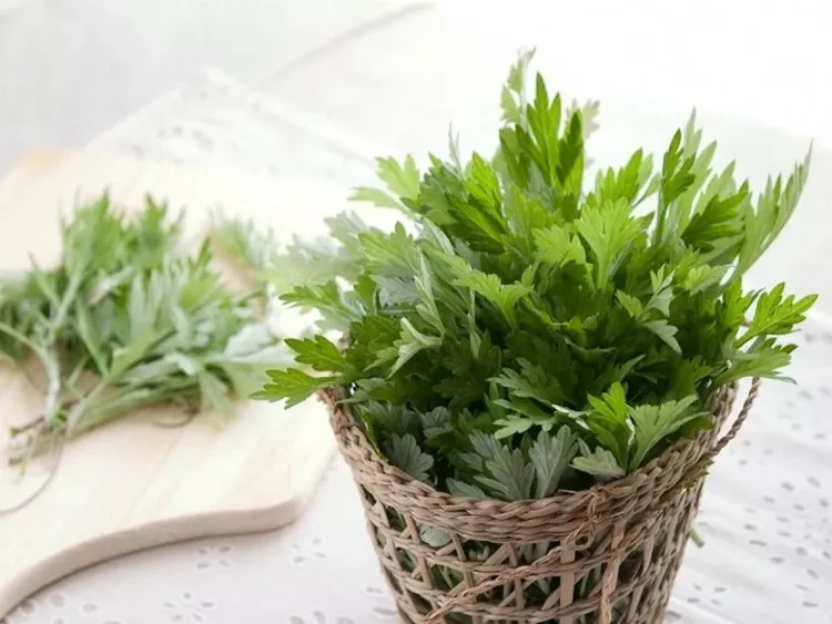 Uống nước ngải cứu hàng ngày có tốt không? Gallery 2
