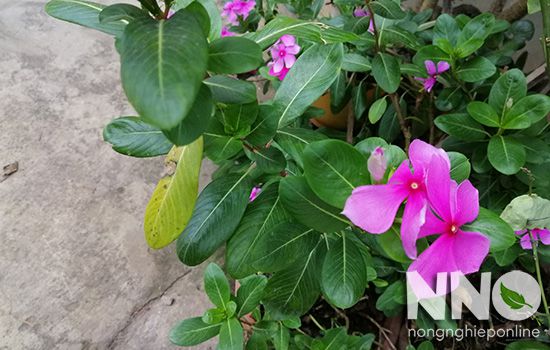 Tác hại của cây dừa cạn Gallery 2