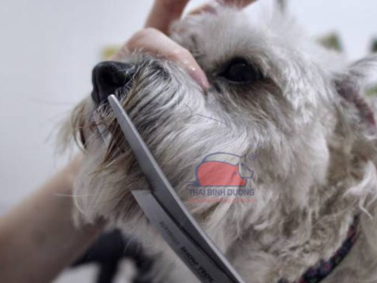 Cắt râu chó có sao không? Gallery 1