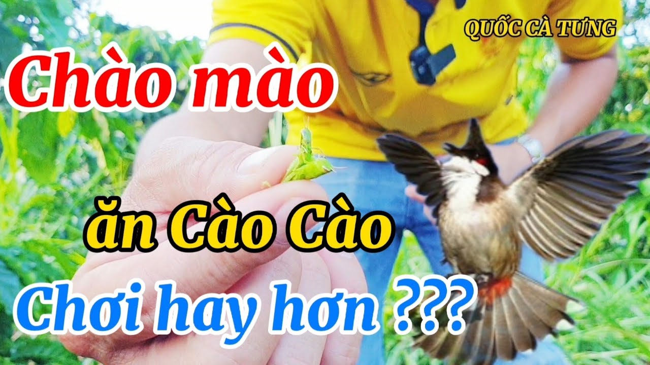 Có Nên Cho Chào Mào Ăn Nhiều Cào Cào? Gallery 2